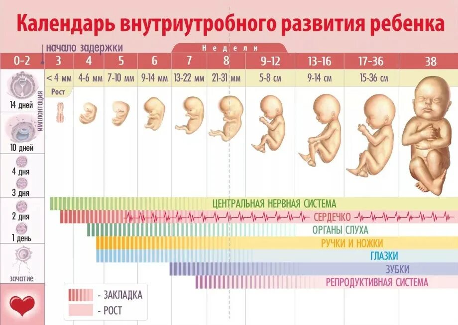 После какого срока беременности. Этапы внутриутробного развития плода таблица. Формирование плода по месяцам беременности таблица. Плод ребенка по неделям беременности. Этапы развития плода при беременности по неделям таблица.