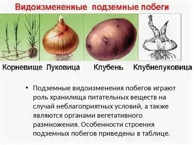 Какой орган не является видоизмененным подземным побегом