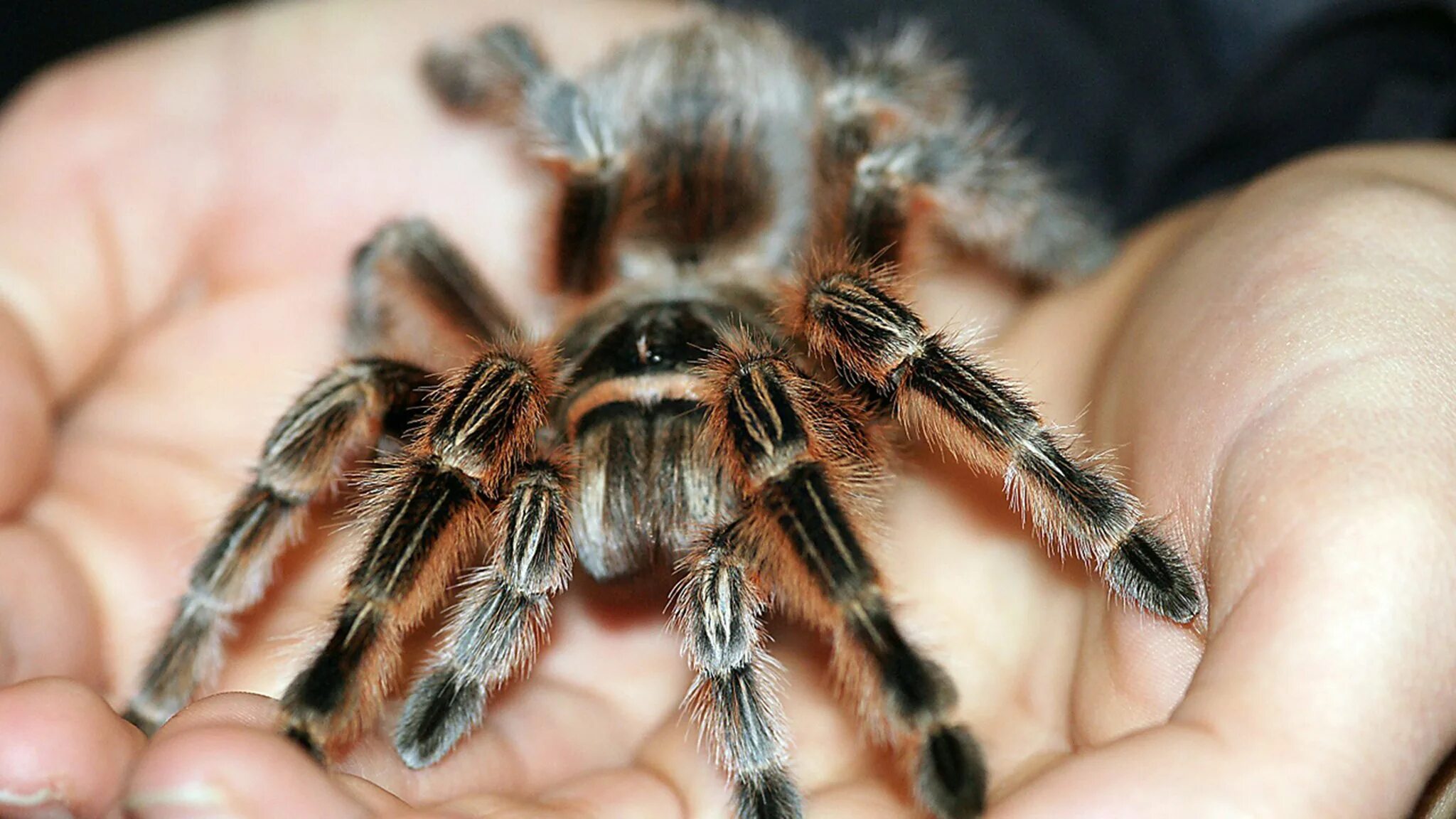 Паук Grammostola aureostriata. Тигровый паук птицеед. Паук птицеед Геркулес. Панцирь паука птицееда. Паук птицеед в домашних условиях