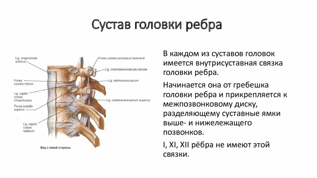 Реберно позвонковых. Реберно позвоночные суставы анатомия. внутрисуставная связка головки ребра. суставные поверхности головки ребра. соединения позвонков анатомия.