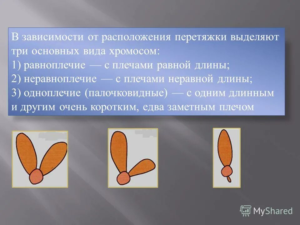 Какие типы хромосом вам известны. Хромосомы равноплечие неравноплечие. Невноплечая хромосома.