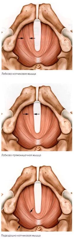 Как накачать лобковую мышцу