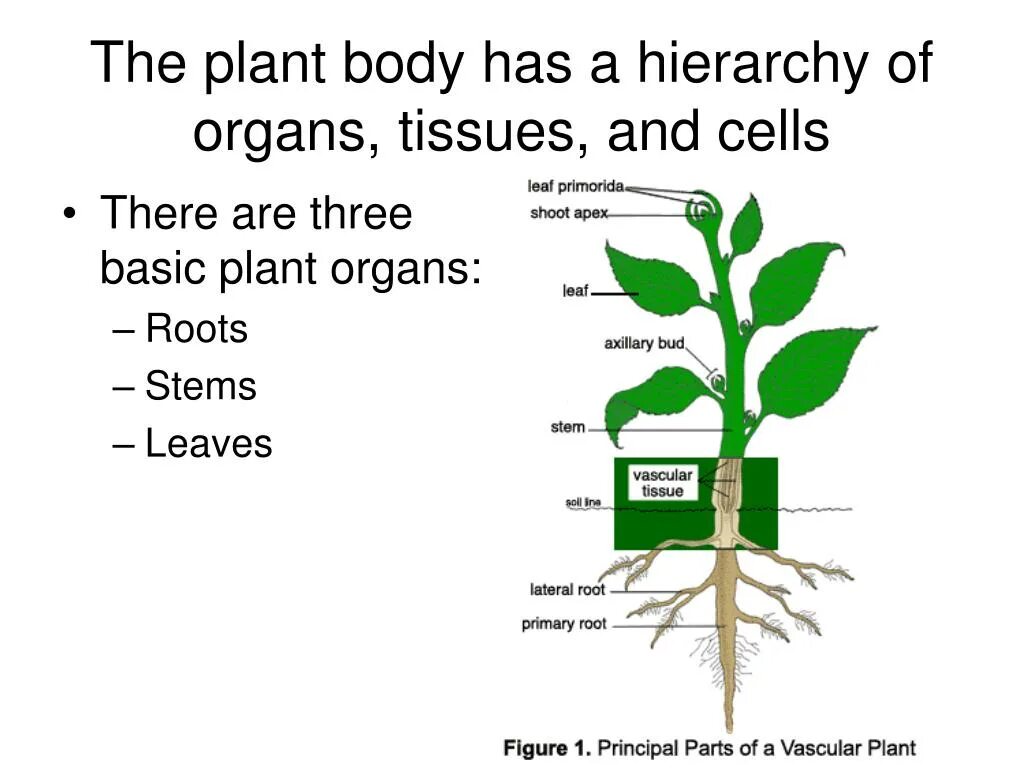 Plant body structures. Function of leaves. Plant 3 формы. Plant body Organization.