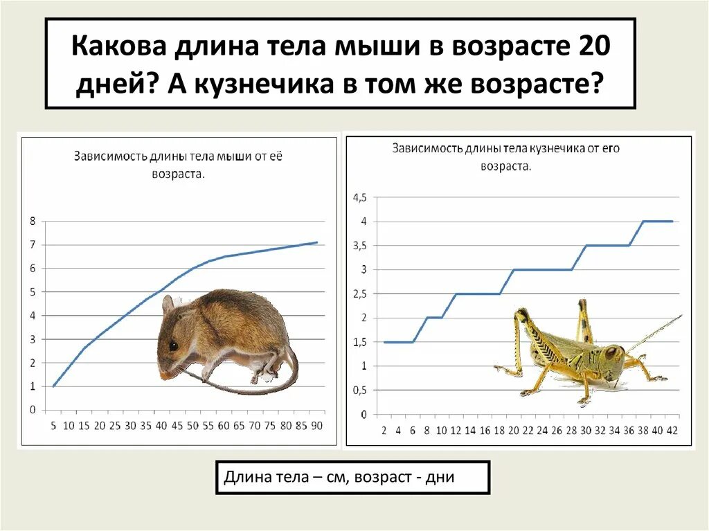 Масса тела мыши. Длина тела мыши. Температура тела мыши. Пропорции туловища грызунов. Сколько весит кузнечик.