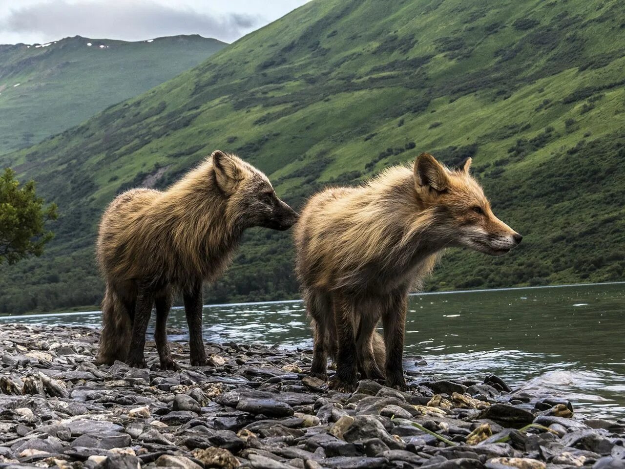 Обитатели аляски. Дикая природа Аляски National Geographic. Животные Аляски. Природа и животные Аляски.
