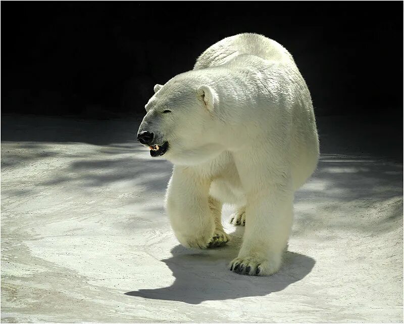 Снежный медведь. Суперхищники полярный медведь. Бритый белый медведь. Белый медведь крупнейший хищник. Информация о белом медведе.