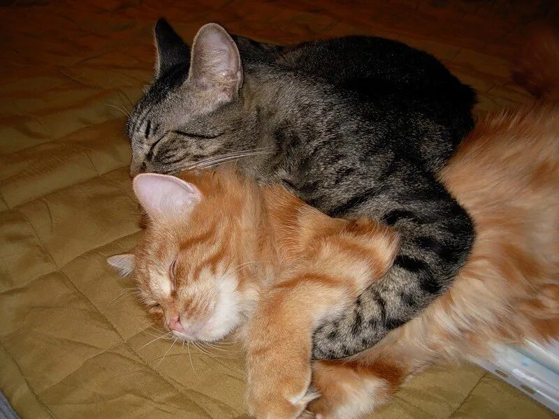 Кот больше страсти. Коты обнимаются. рыжий и серый коты вместе. кошечка рыже серая. котики спят в обнимку.