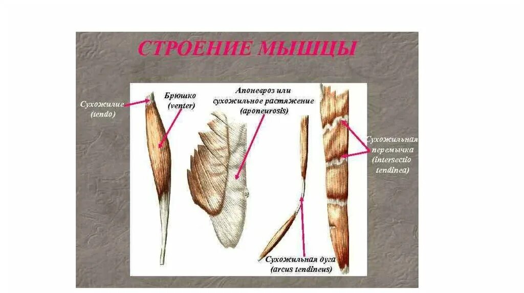 Строение и функции сухожилий. Строение и функции сухожилий