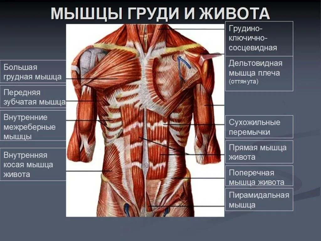 Строение мышц туловища спереди. Анатомия человека мышцы живота Сапин. Мышцы туловища спереди анатомия. Мышцы живота топография и функции. Главная мышца тела