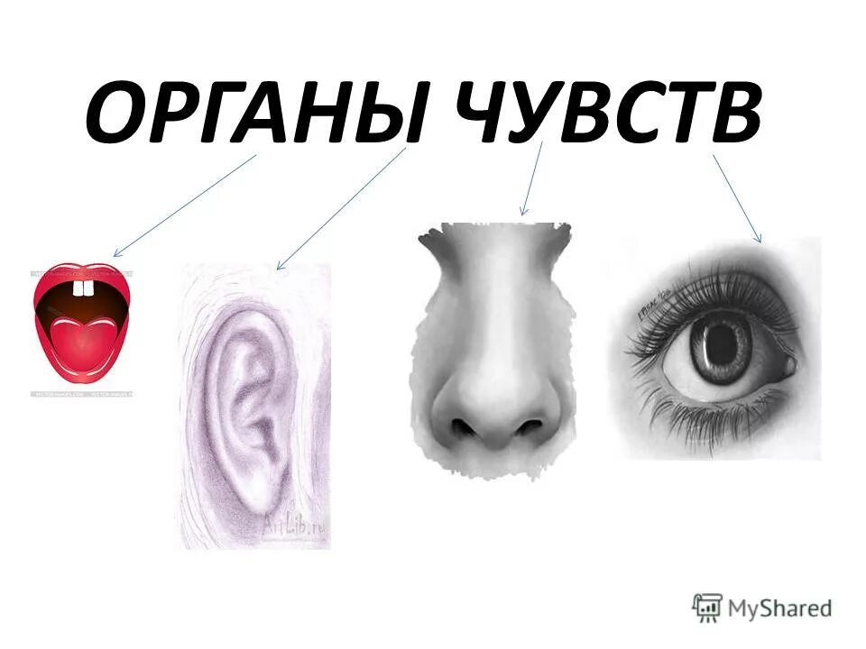 Два органы чувства. Вопросы на тему органы чувств. Вопросы на тему органы чувств человека. Вопросы по теме органы чувств человека. Органы чувств человека 4 класс вопросы.