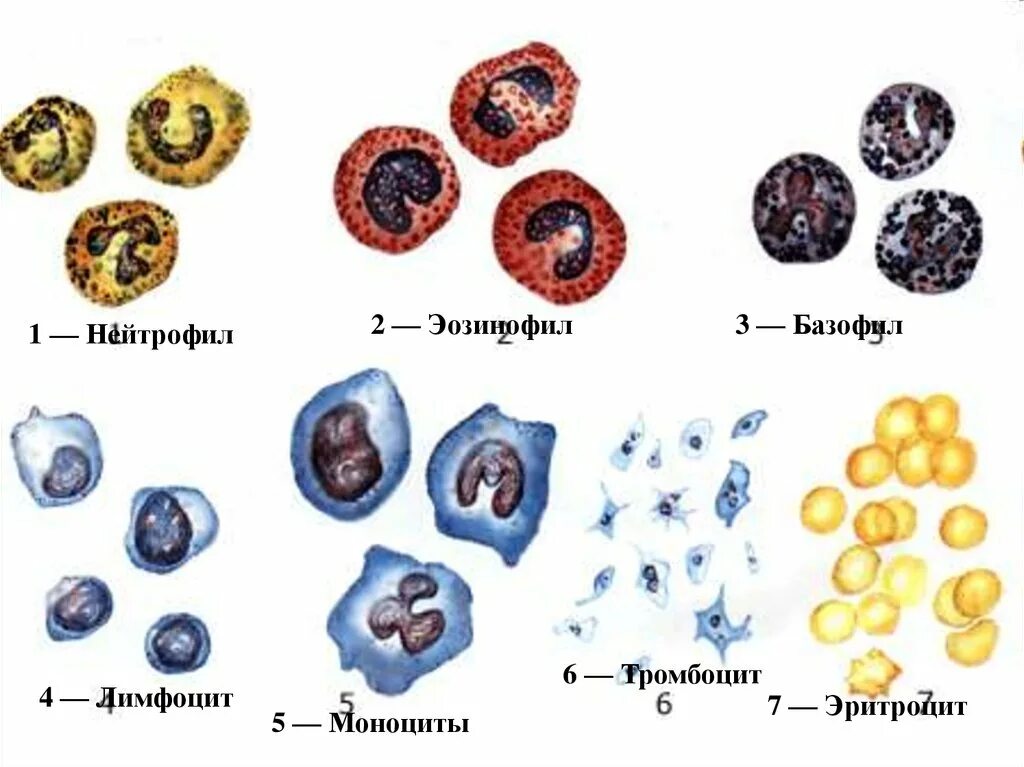 Нарисовать эритроциты лейкоциты тромбоциты. Форменные элементы крови эритроциты ,лимфоциты ,тромбоциты. Тромбоциты эритроциты гранулоциты. Форменные элементы лейкоциты лимфоциты. Эозинофилы моноциты тромбоциты