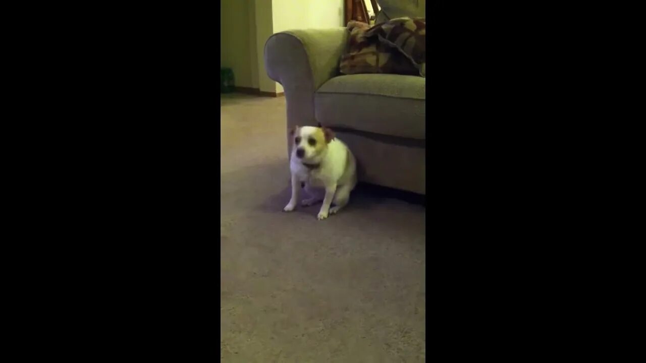 Видео собака танцует. Собака танцует под модерн. Собачки танцуют под ламбаду. Собачка пукнула. Собака танцевака нарисованная.