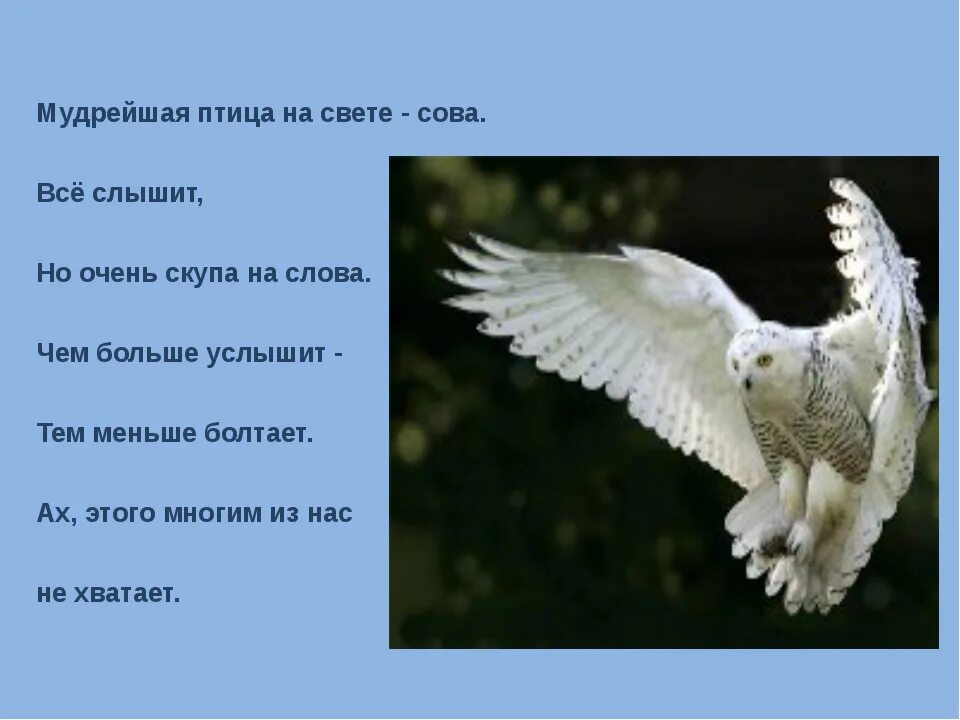 Пословица птице крылья. Пословица птица сильна крыльями а человек. Птичка в клетке текст. Птица сильна крыльями а человек дружбой. Пословица всякая птица.