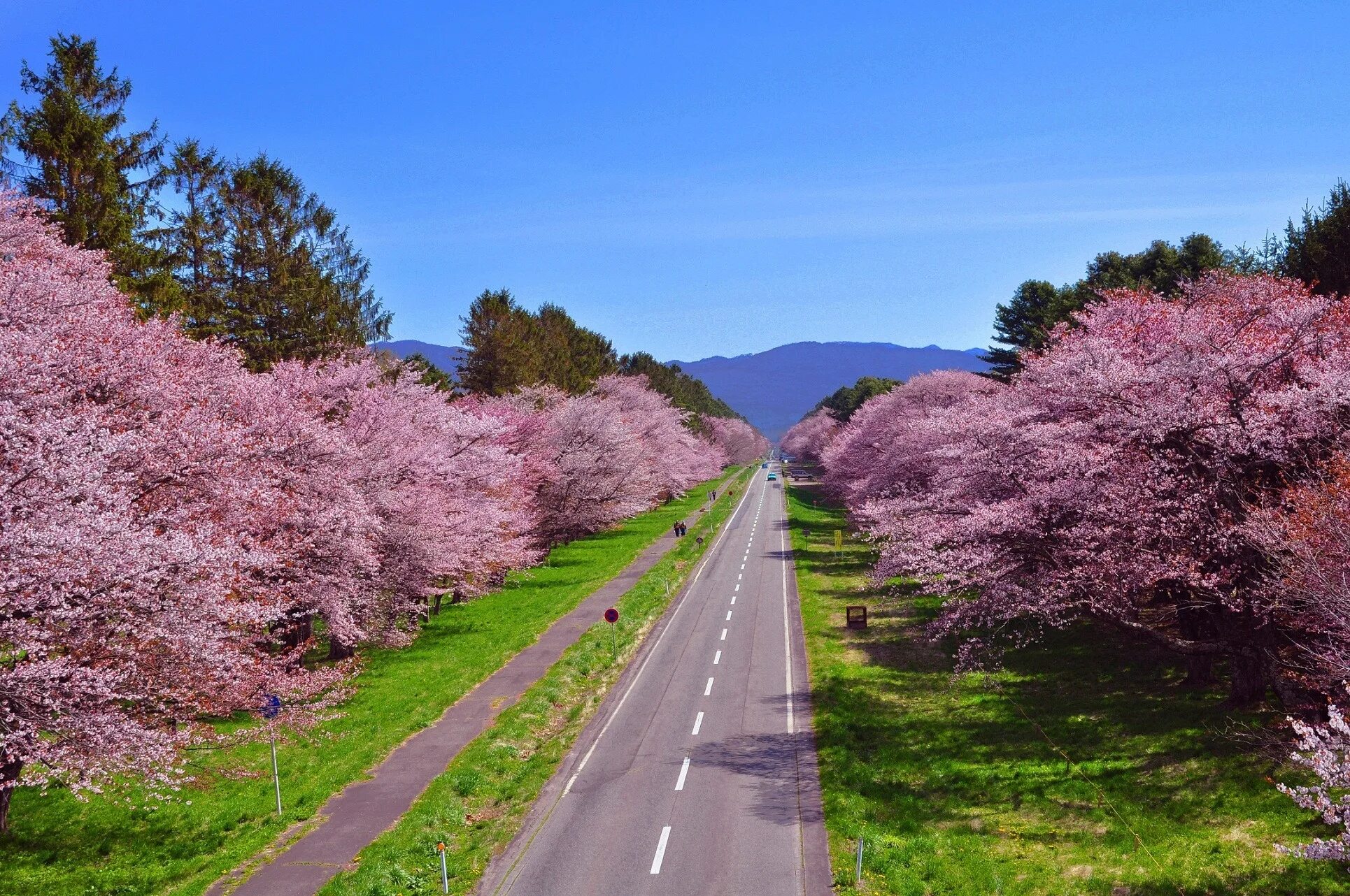 Японская дорога. Япония Сакура. Хоккайдо цветение Сакуры. Парк Сакуры Хоккайдо. Сакура с острова Хоккайдо.