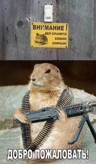 Хомяк добро