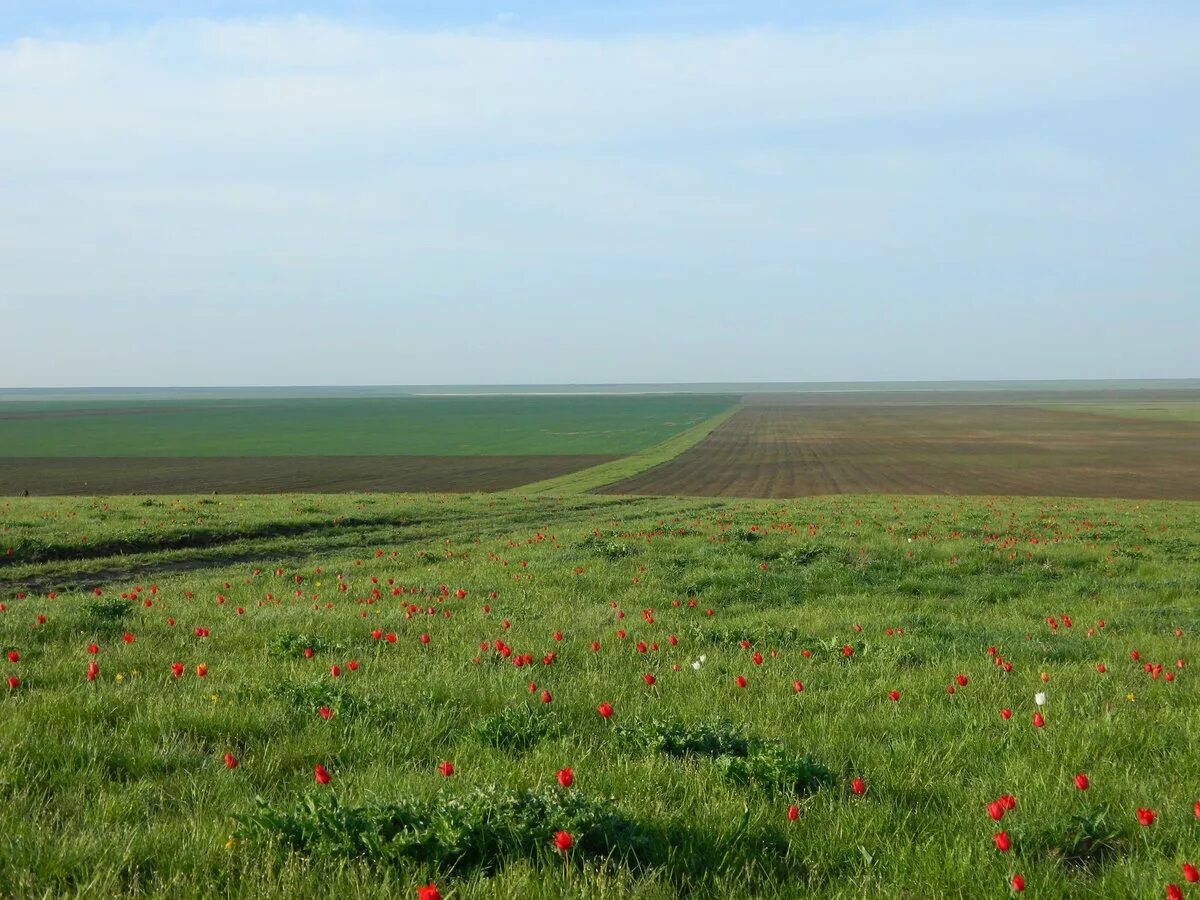 тюльпанные поля в калмыкии. озеро маныч-гудило.