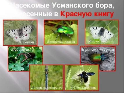 Какие насекомые занесены в красную