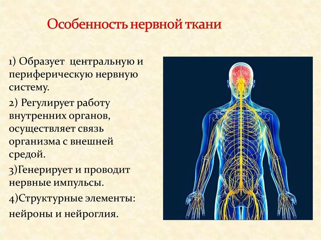 Какова роль нервной системы. Строение нервной системы человека. Нервная система человека органы и функции. Нервная система человека 8 строение и функции. Биология строение нервной системы.