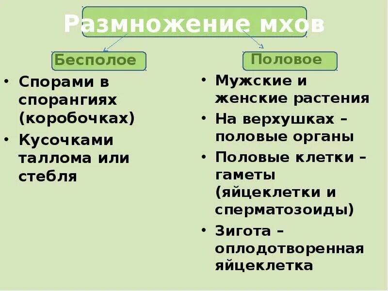 Половое и бесполое размножение. Бесполое размножение мхов схема. Половое и бесполое размножение мхов. Процесс размножения мхов.