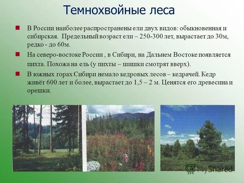 лесные описания