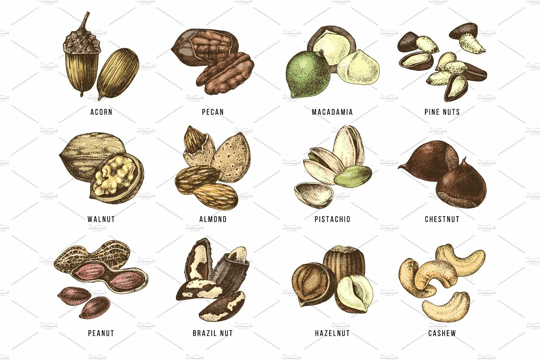 Nuts model