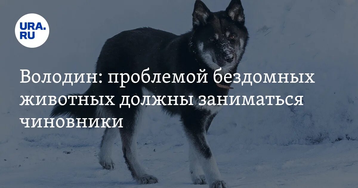 Звери надо сразу уходить. Проблемы связанные с бездомными собаками в Новосибирской области.