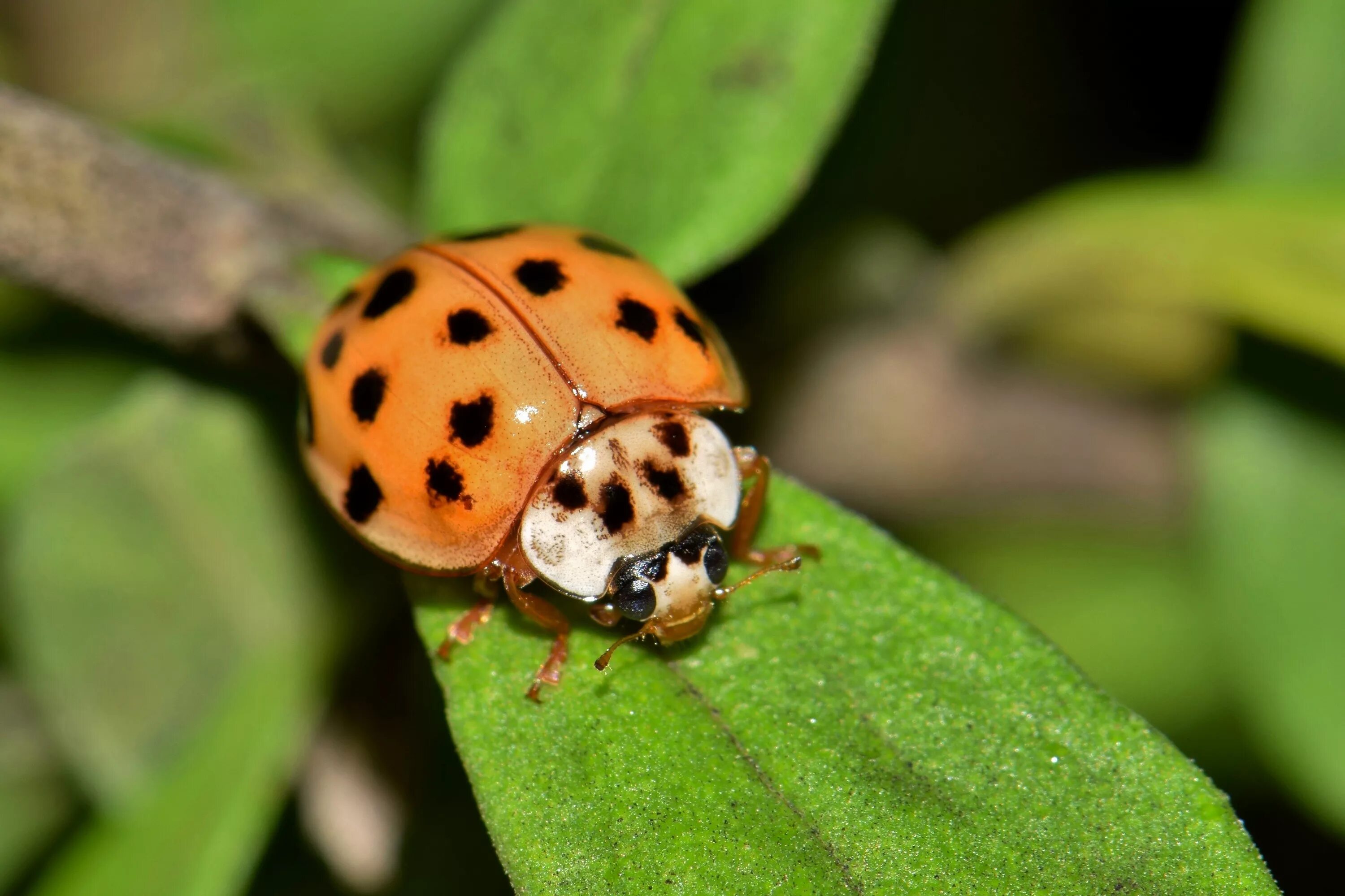 Азиатская Божья коровка Арлекин. Азиатская Божья коровка (Harmonia axyridis). Божья коровка-Арлекин Harmonia axyridis. Арлекины насекомые.