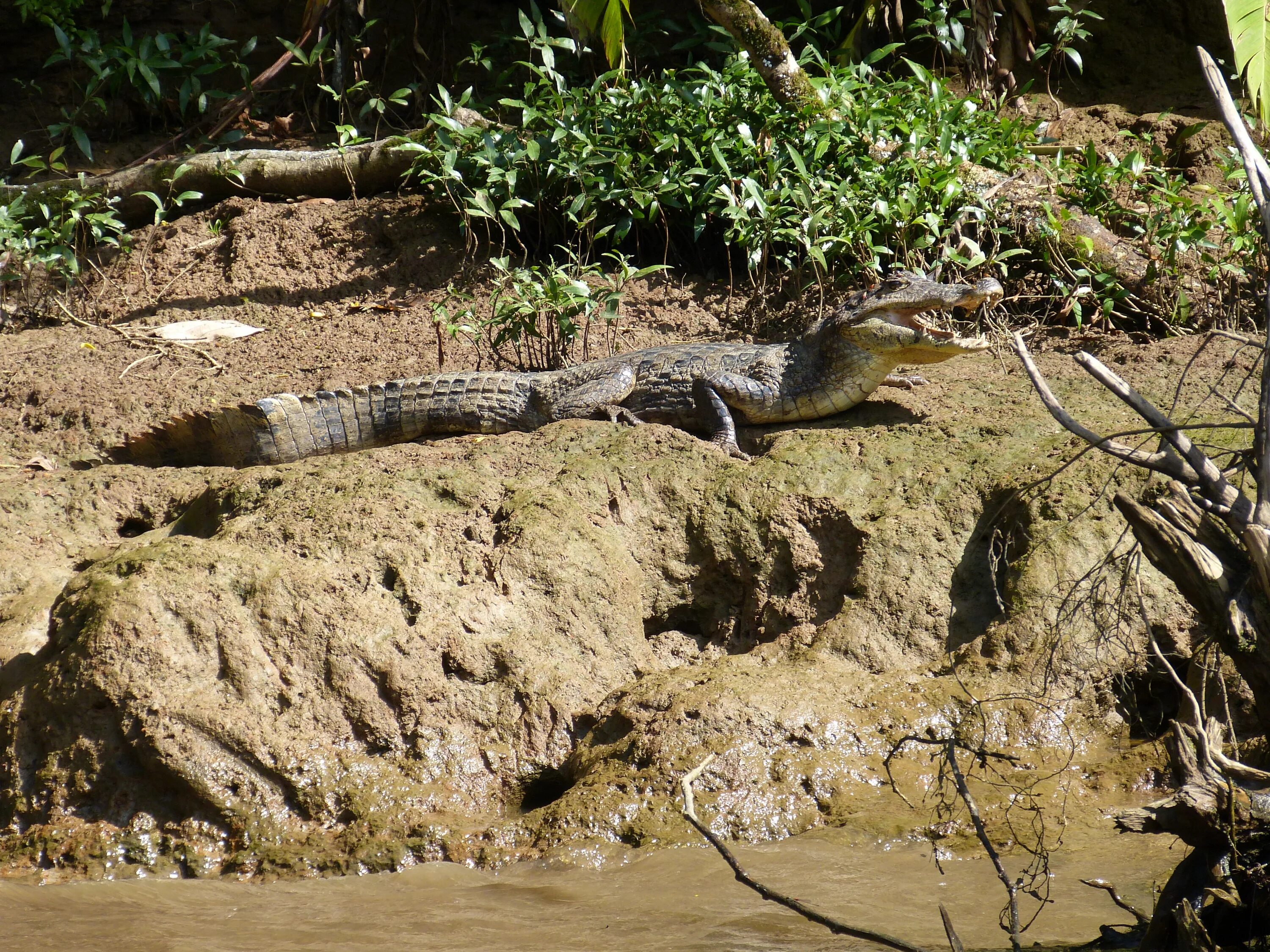 Коста Рика крокодилы. Кайман рептилия. Крокодилы в тропических лесах. Дикие животные крокодил.