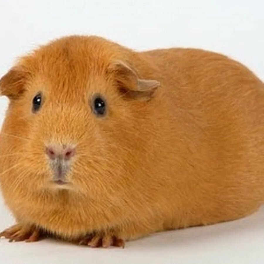 Свиноворот свиней. Серый минипиг. Как называется свинка. Самая большая морская свинка. Поросёнок мини пиг.