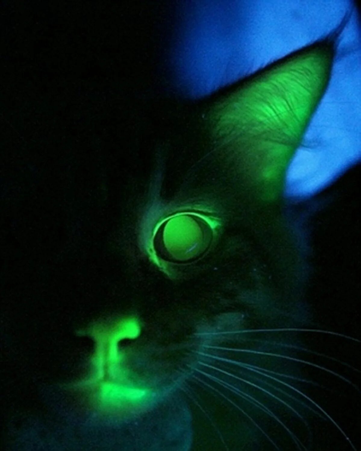 Хочу светящиеся глаза. Светящиеся кошки. Кошки светящиеся в темноте. Светящиеся кошачьи глаза. Кошка с горящими глазами.
