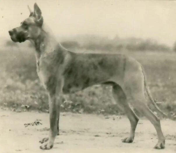 Немецкий дог черный. Немецкий дог старый. Немецкий дог старотипный. Немецкий дог старого типа. Доберман треф.
