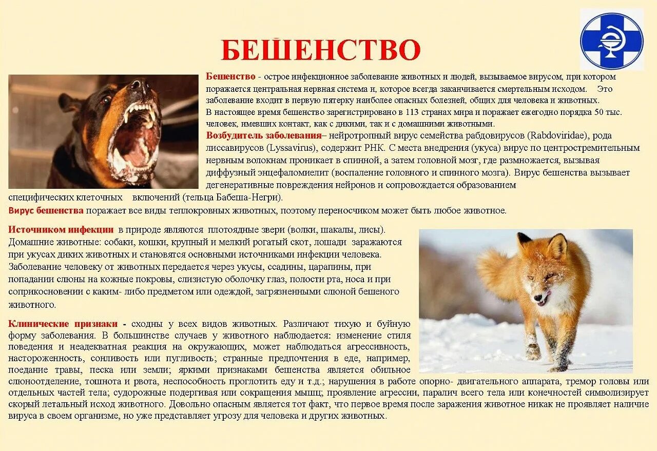 Как передается бешенство у собак. Бешенство памятка. болезни животных опасные для человека. памятка по бешенству.
