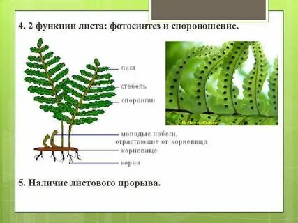Какая функция у листьев папоротника