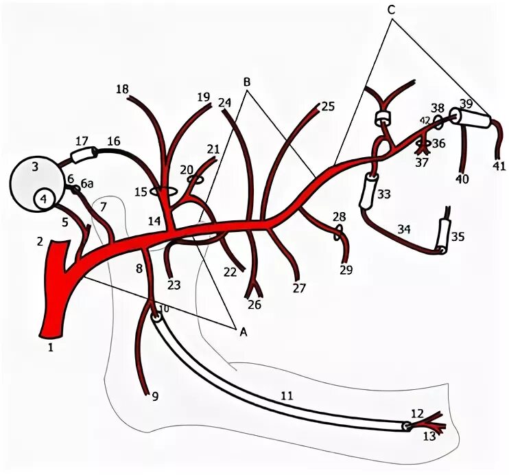 A maxillaris. Верхнечелюстная артерия ветви схема. Верхнечелюстная артерия схема. Схема верхнечелюстной артерии и ее ветвей. Ветви a maxillaris схема.