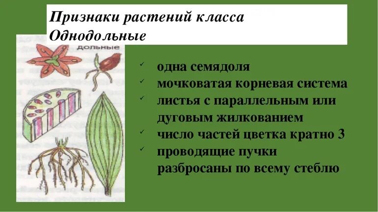 3 признака класса однодольные. Признаки одольных растений. Признаки класса Однодольные. Признаки однодольных растений. Класс Однодольные растения.