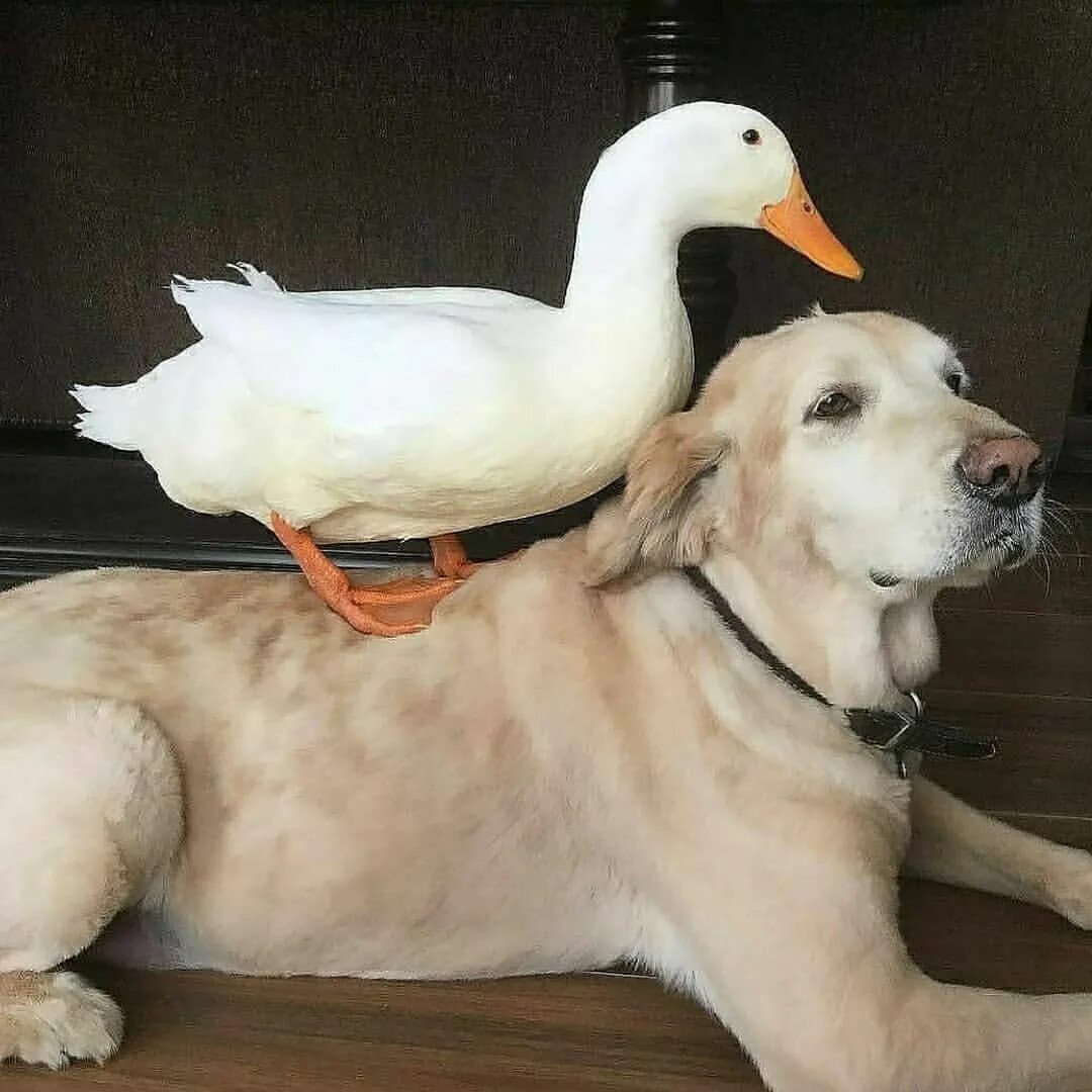 The dodo doesn t anymore