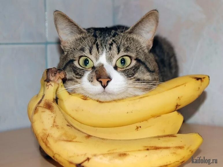 фотки банана кэта. кошечка в банане. фотки банана кэта. банановая кошка. кот в костюме банана.