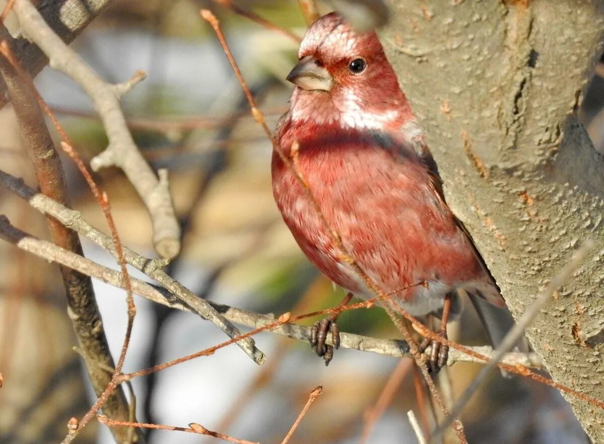 Сибирская чечевица (Carpodacus roseus (Pall.). Певчие птицы Восточной Сибири. Сибирская чечевица птица. Певчие птицы Западной Сибири.