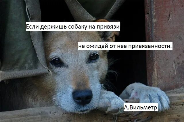 Держите собак на привязи
