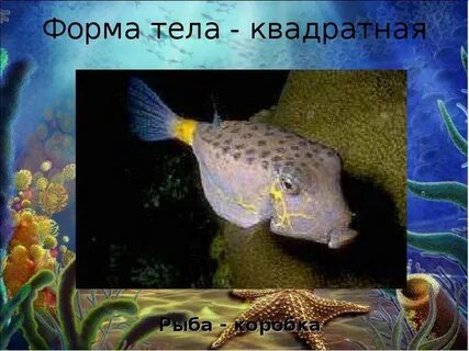 Формы тела морских рыб