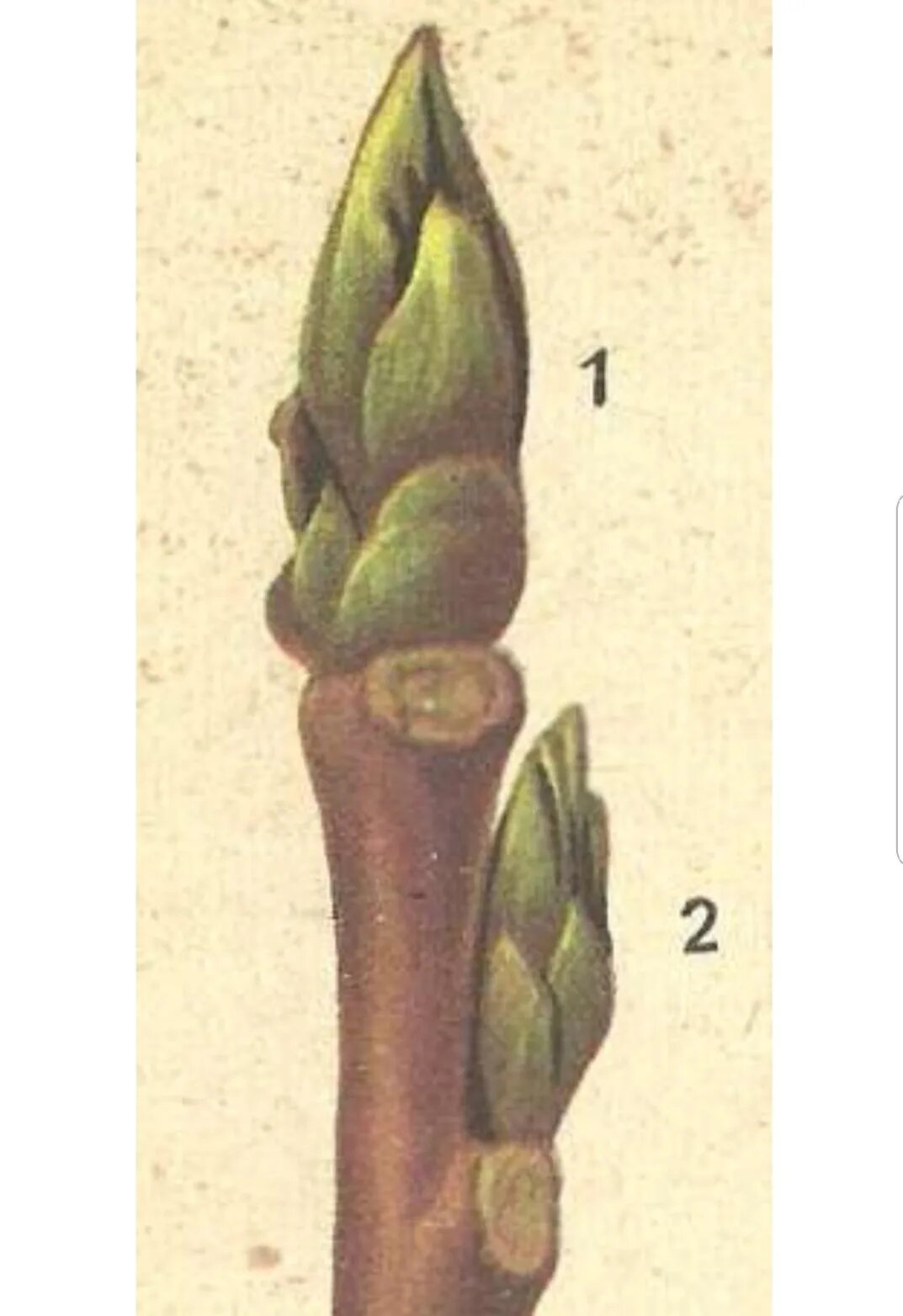 Побег вырастающий из почки. Верхушечная почка побега. Почка тополя в разрезе. Боковая ПАЗУШНАЯ почка на побеге. Верхушечные и боковые почки.