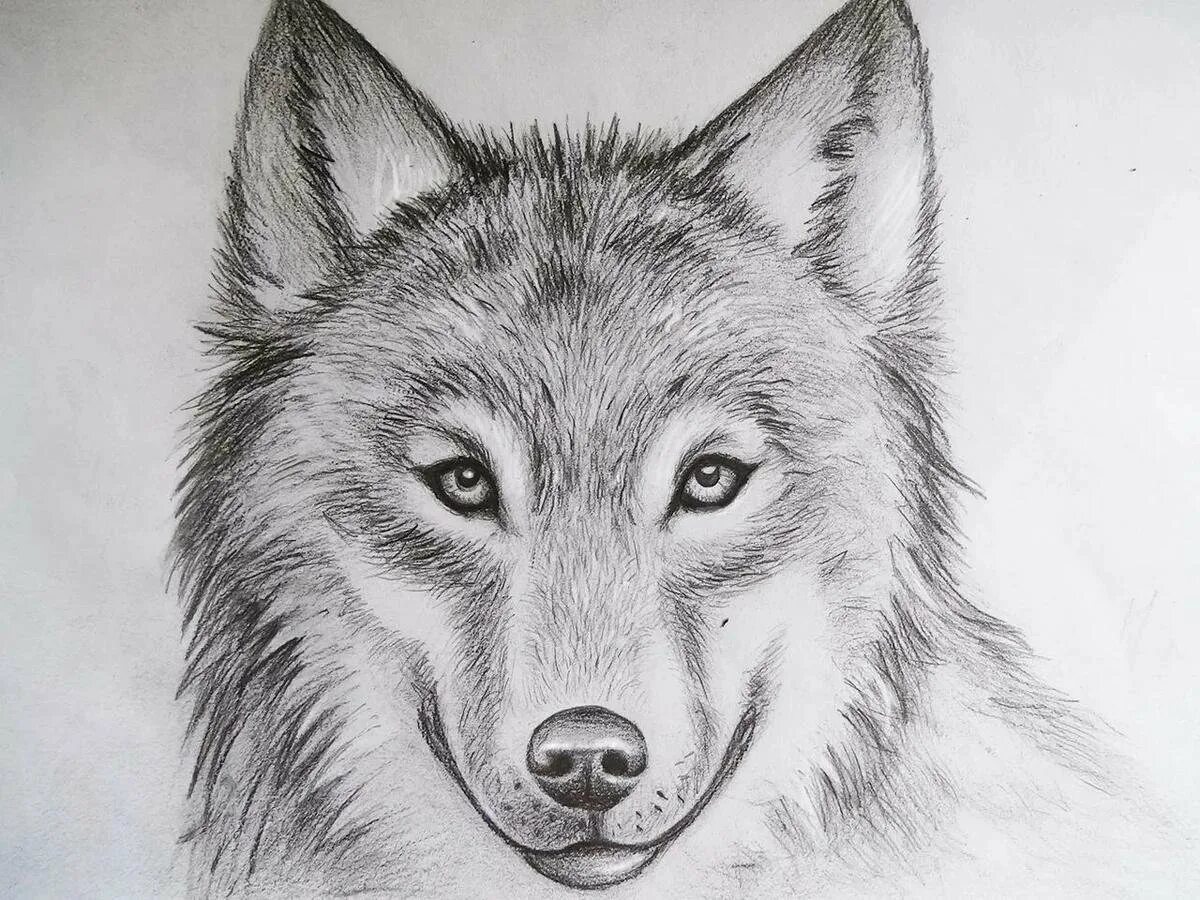 Картинки волка рисунки. Волк карандашом. Рисунки Волков. Йолка рисунок. Волк для рисования.