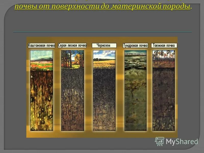 Презентация образование почв и их разнообразие. Виды почв. строение почвы. почвообразующие породы. образование почв и их разнообразие.