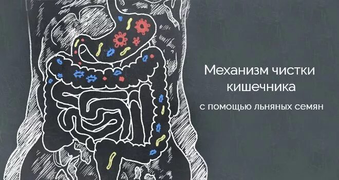 Очищение кишечника льном. Чистка кишечника семенами льна. как лён прочищает кишечник. чистка кишечника льняным семенем. как очистить кишечник семенами льна.