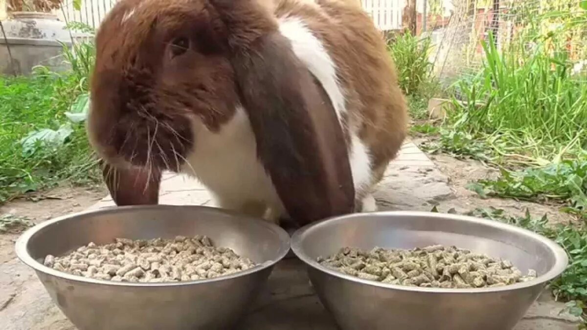 Можно кроликам давать комбикорм. Можно кроликам давать комбикорм. Можно кроликам давать комбикорм. Что можно давать мясным кроликам. Можно кроликам давать комбикорм.