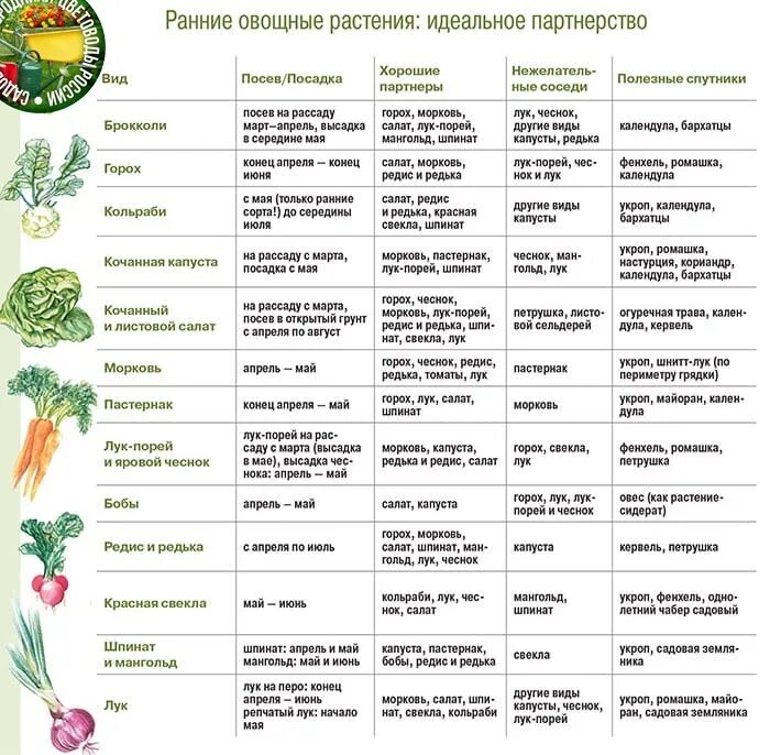 Когда можно сеять рассаду капусты в апреле. Посадка ранних овощей. График посева рассады. График посева семян на рассаду в 2023. Даты посадки овощей.