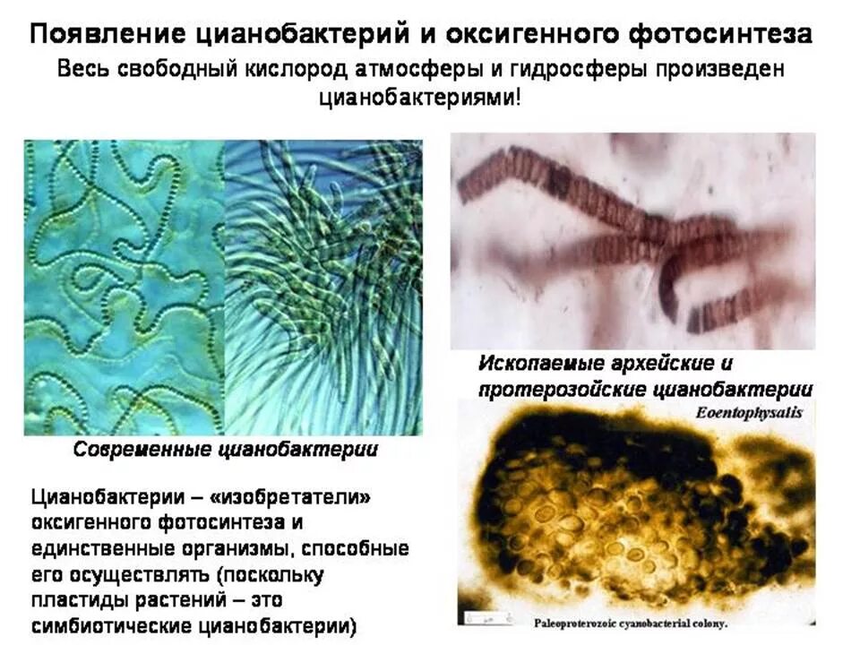 Цианобактерии Архей. Появление цианобактерий. Фотосинтезирующие цианобактерии. Фотосинтез цианобактерий. Появление фотосинтеза появление прокариот появление многоклеточных водорослей