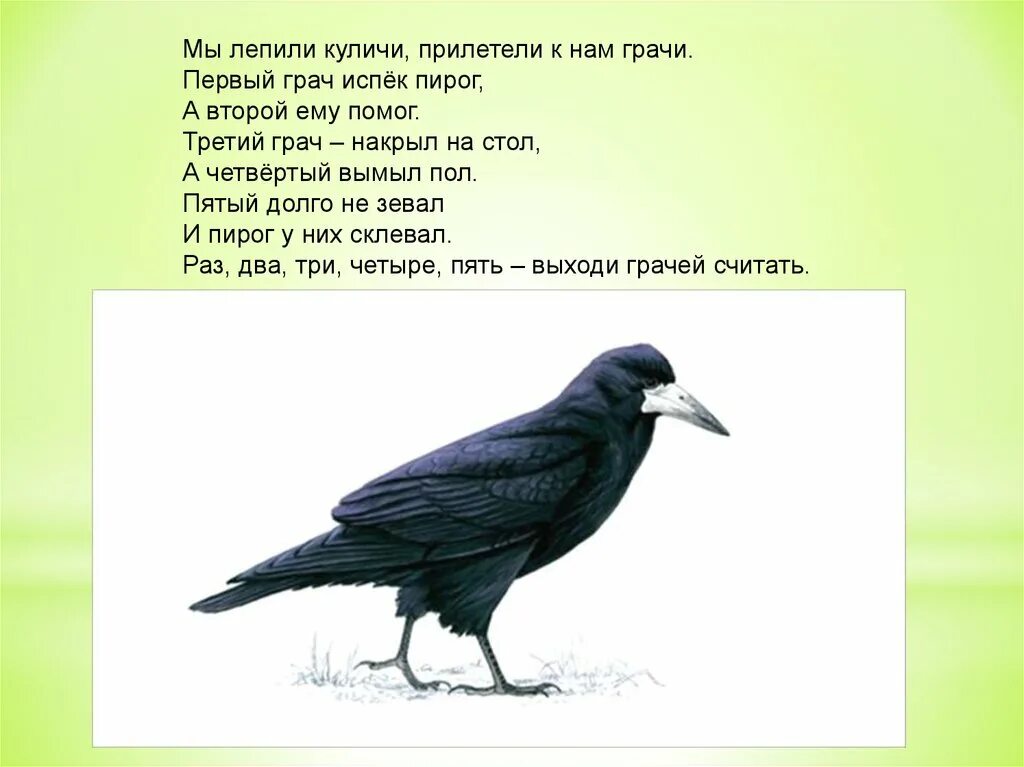 Прочитай слова грачи. Грач для дошкольников. Грач для детей младшей группы. Детям о Граче в детском саду. Прилетели к нам Грачи пальчиковая гимнастика.