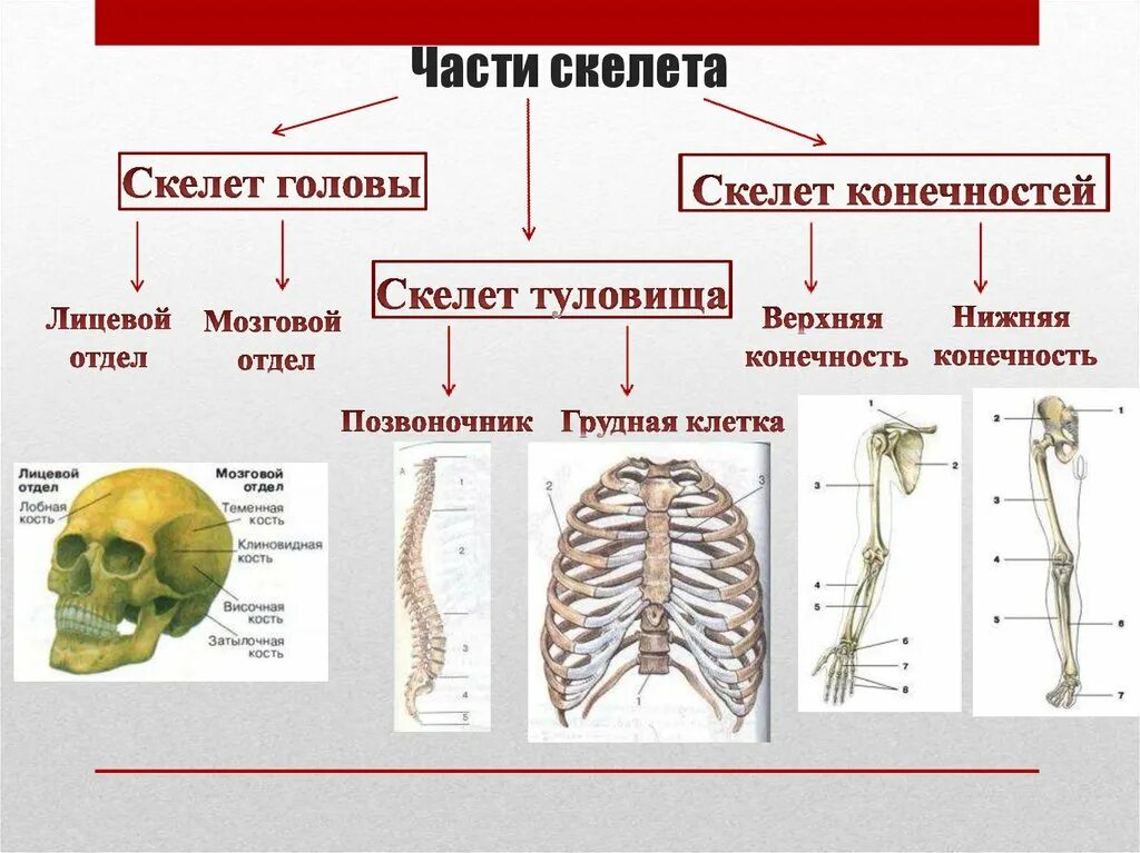 Функции костей скелета головы. Скелет головы туловища и конечностей. опорно двигательная система скелет туловища. скелет туловища скелет конечностей. части скелета скелет головы скелет туловища скелет конечностей.