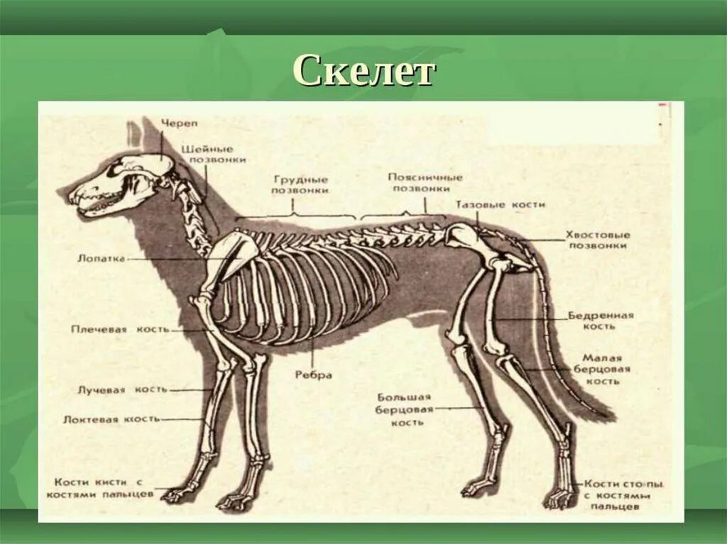 Особенности опорно двигательной системы млекопитающих. Скелет волка строение. Строение волка анатомия. Строение скелета лисы. Анатомия волка скелет.